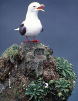 Image of: Rissa brevirostris (red-legged kittiwake)