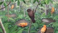 Image of: Rupicola rupicola (Guianan cock-of-the-rock)