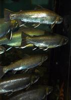 Image of: Salvelinus malma (dolly varden)