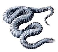 Image of: Acrochordus granulatus (little file snake)