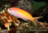 Nemanthias carberryi - Threadfin Anthias