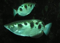 Toxotes jaculatrix - Banded Archerfish