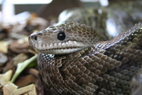 Epicrates angulifer - Cuban Boa