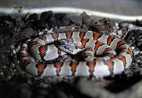 Lampropeltis mexicana - Gray-banded Kingsnake