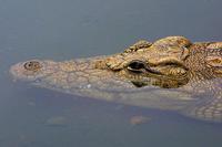 Crocodylus niloticus - Nile crocodile