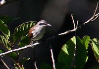 Long-billed Rhabdornis - Rhabdornis grandis