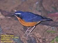 Indian Blue Robin - Luscinia brunnea