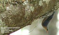 Velvet-fronted Nuthatch - Sitta frontalis
