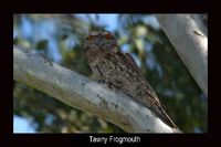 Tawny Frogmouth