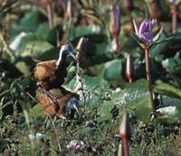 Madagascar Jacana (Actophilornis albinucha) photo