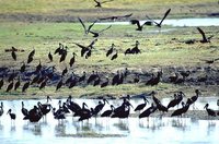 African Openbill - Anastomus lamelligerus