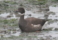 Brant - Branta bernicla