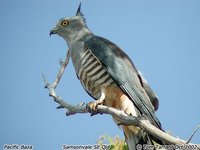 Pacific Baza - Aviceda subcristata