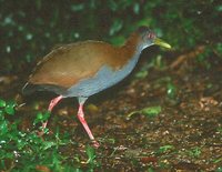 Slaty-breasted Wood-Rail - Aramides saracura