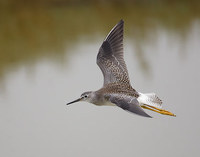 Lesser Yellowlegs (Tringa flavipes) photo