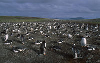 Gentoo Penguin (Pygoscelis papua) photo