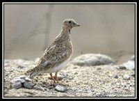 Least Seedsnipe - Thinocorus rumicivorus