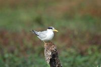 Yellow-billed Tern - Sterna superciliaris