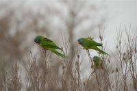 Blue-crowned Parakeet - Aratinga acuticaudata