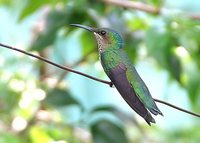 White-necked Jacobin - Florisuga mellivora