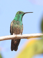 Berylline Hummingbird - Saucerottia beryllina