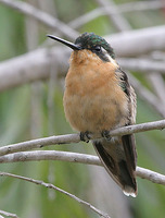 Gray-tailed Mountain-gem - Lampornis cinereicauda