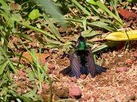 Purple-throated Mountain-gem - Lampornis calolaema