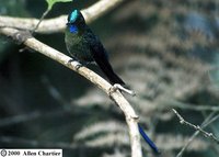 Violet-tailed Sylph - Aglaiocercus coelestis