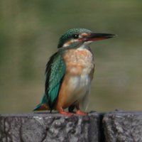 Common Kingfisher - Alcedo atthis