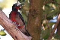 Puerto Rican Woodpecker - Melanerpes portoricensis