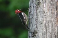 Red-breasted Sapsucker - Sphyrapicus ruber