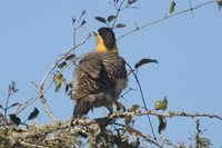 Campo Flicker - Colaptes campestris