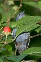 Alagoas Antwren - Myrmotherula snowi