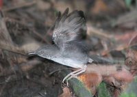 Silvered Antbird - Sclateria naevia