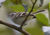 White-banded Tyrannulet - Mecocerculus stictopterus