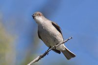 Fire-eyed Diucon - Xolmis pyrope