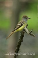 Great Crested Flycatcher - Myiarchus crinitus