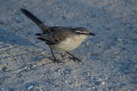 Chalk-browed Mockingbird - Mimus saturninus