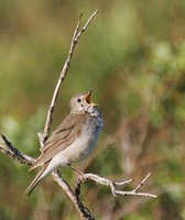 Gray-cheeked Thrush - Catharus minimus