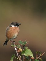 European Stonechat - Saxicola rubicola