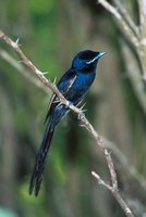 Seychelles Paradise-Flycatcher - Terpsiphone corvina