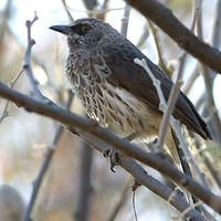 Hartlaub's Babbler - Turdoides hartlaubii