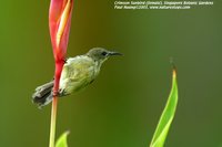 Crimson Sunbird - Aethopyga siparaja