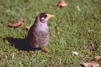 Noisy Miner - Manorina melanocephala