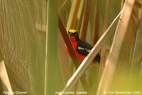 Papyrus Gonolek - Laniarius mufumbiri