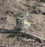 Yellow-rumped Warbler - Dendroica coronata