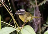 Three-striped Warbler - Basileuterus tristriatus