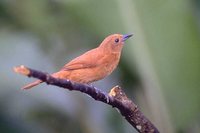 White-lined Tanager - Tachyphonus rufus