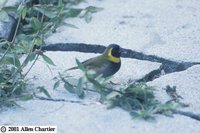 Cuban Grassquit - Tiaris canora