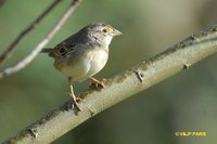 Grassland Sparrow - Ammodramus humeralis